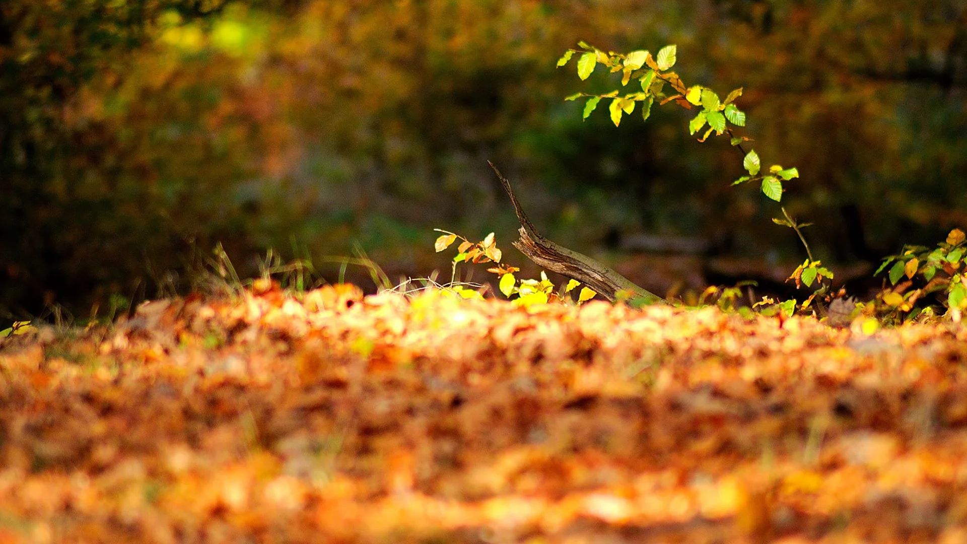 Herbstimpressionen 