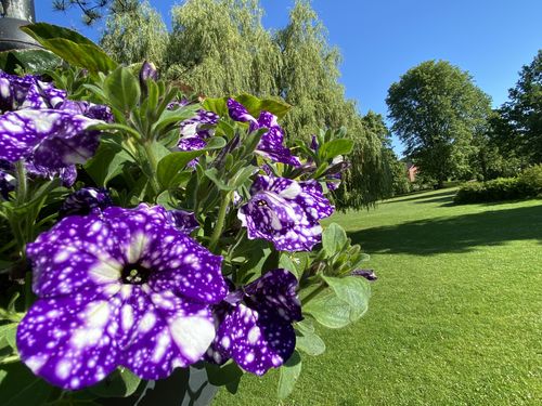 Sommerblüten im Möllner Kurpark