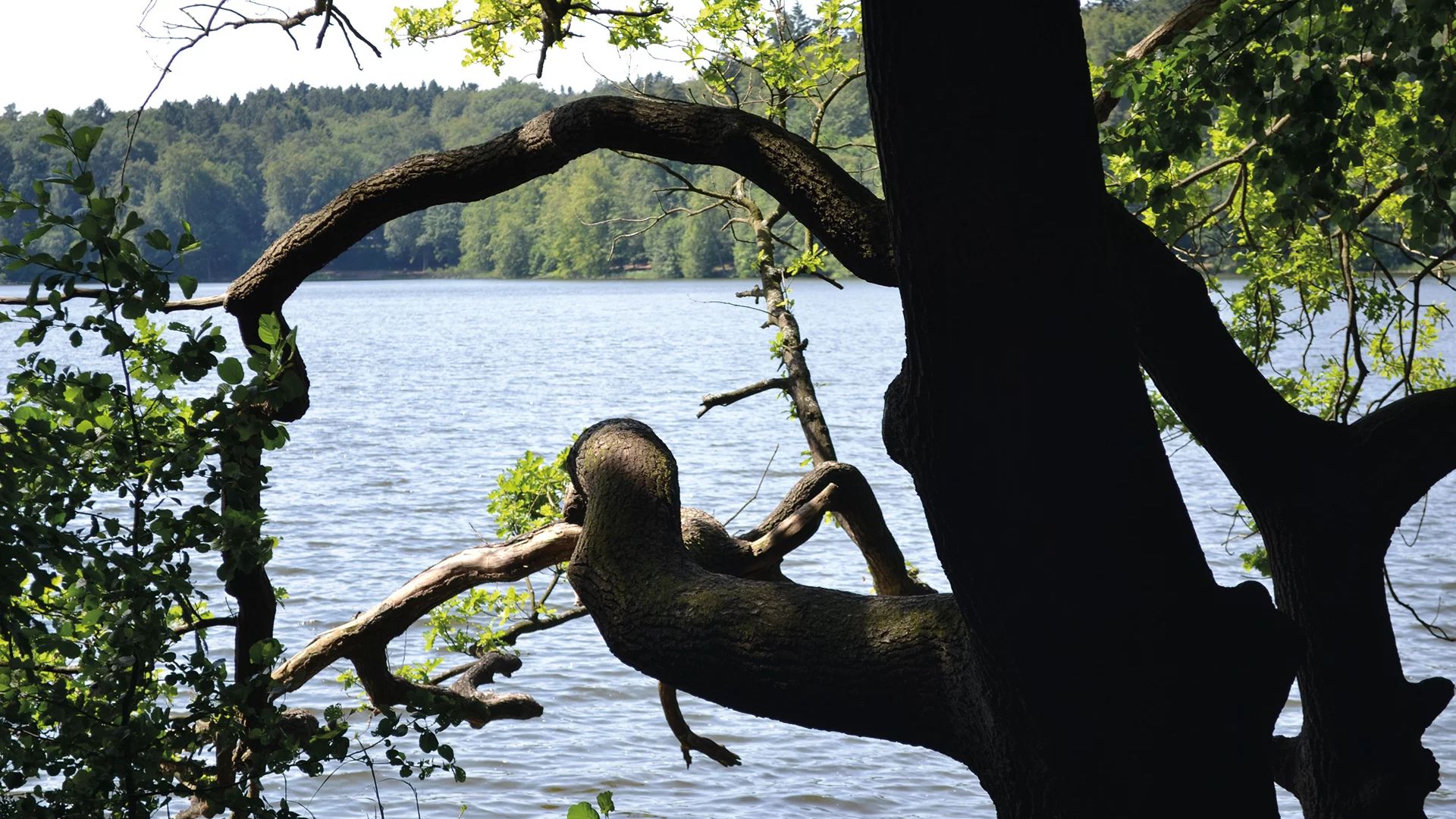 Impressionen am Lütauer See