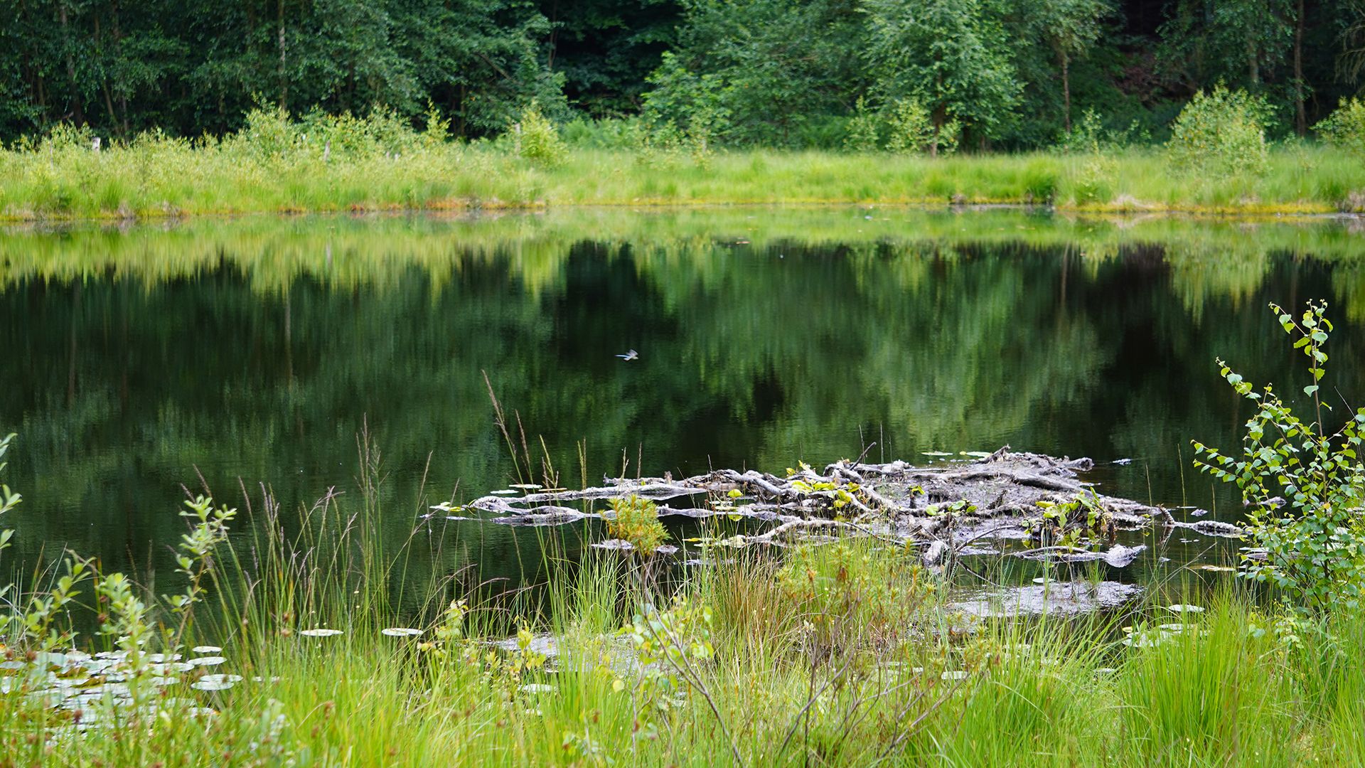 Der Grundlose Kolk