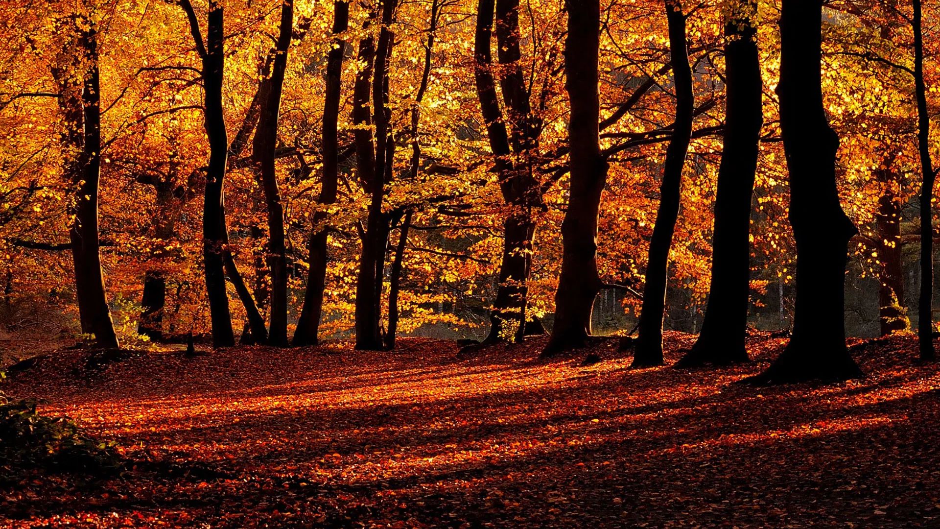 Herbst am Schmalsee