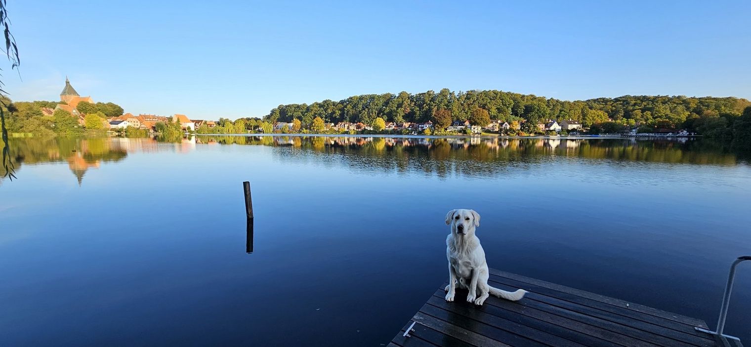Hund am Schulsee