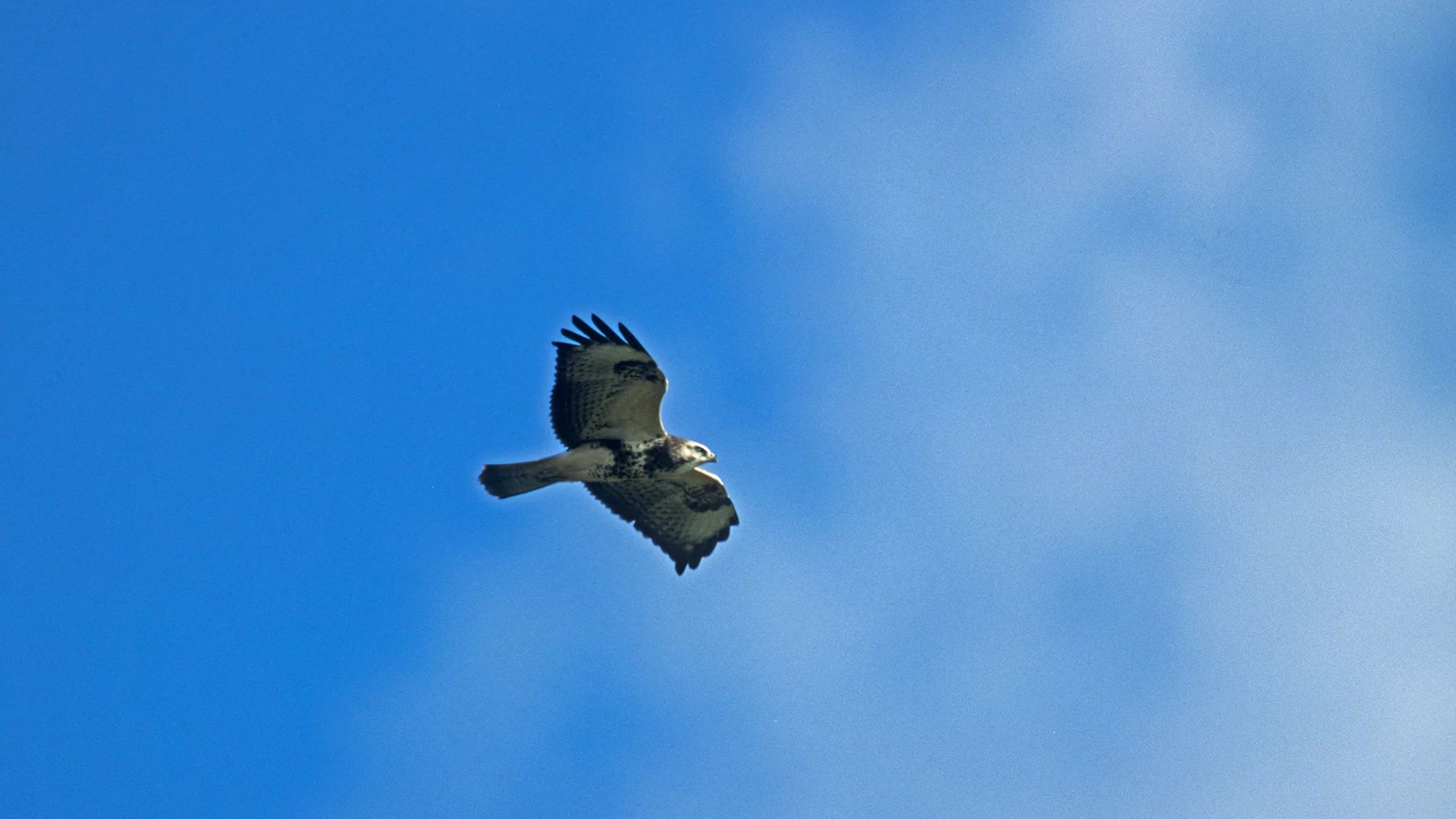 Bussard