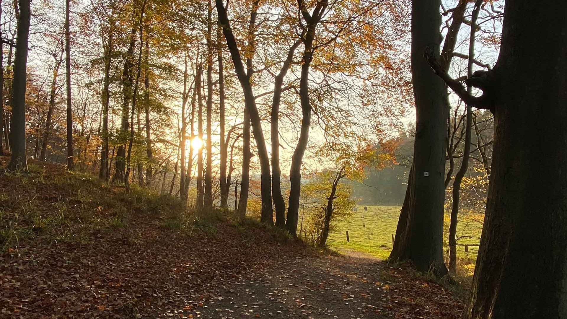 Sonnenstrahlen im Pirschbachtal