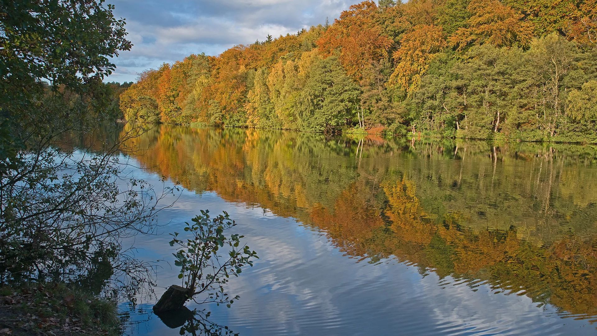 Waldufer am Schmalsee