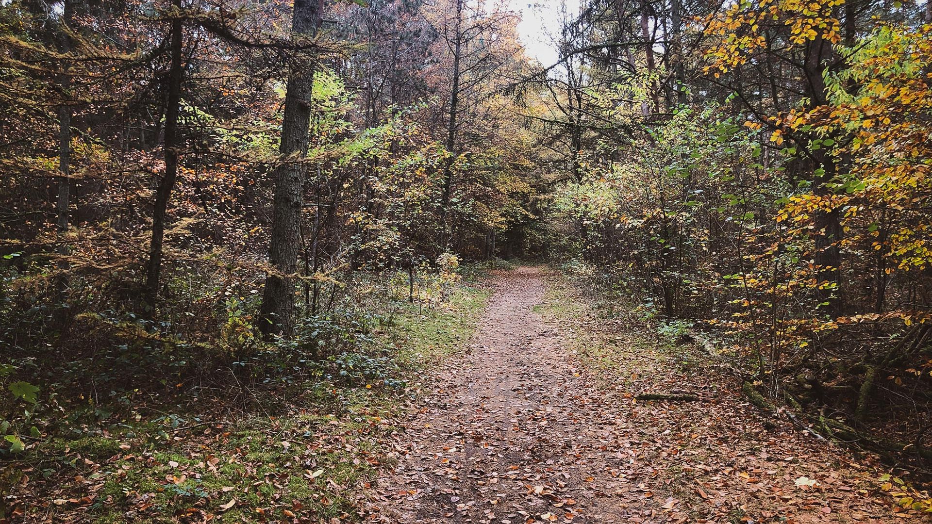 Waldweg im Herbst