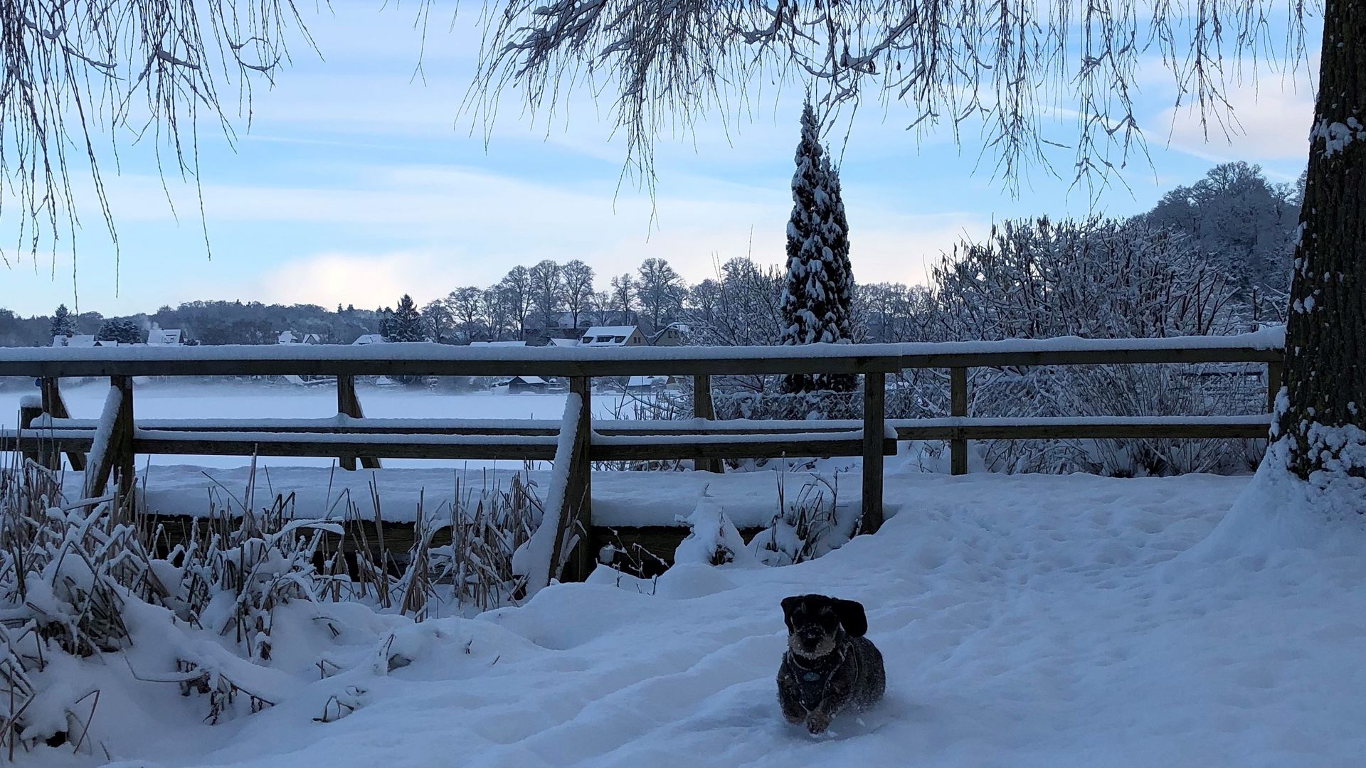 Hundespaziergang