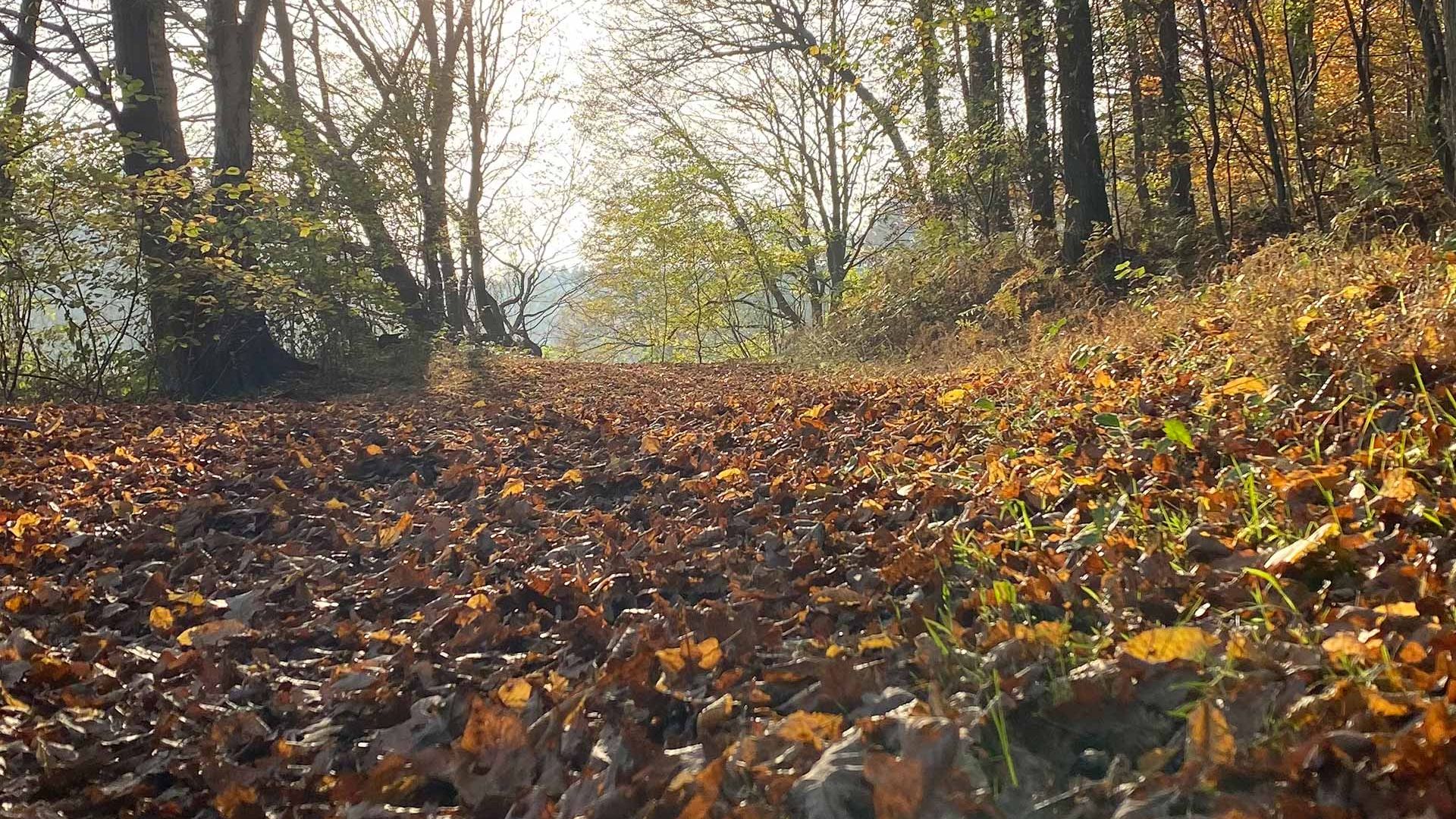 Waldweg im Pirschbachtal