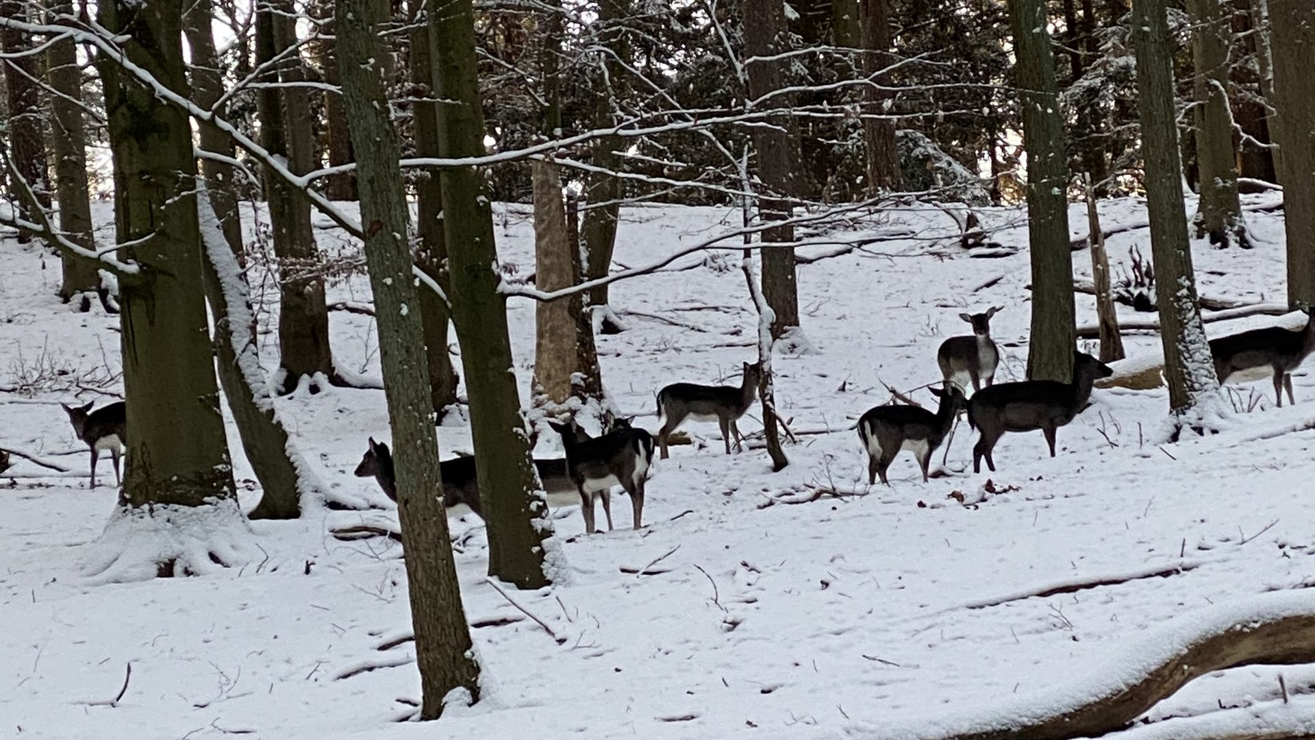 Rehe im Winterwald