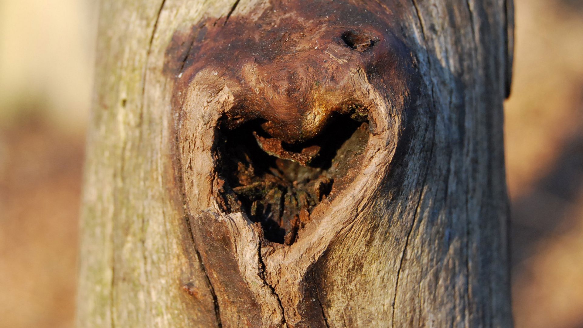 Herz im Baum
